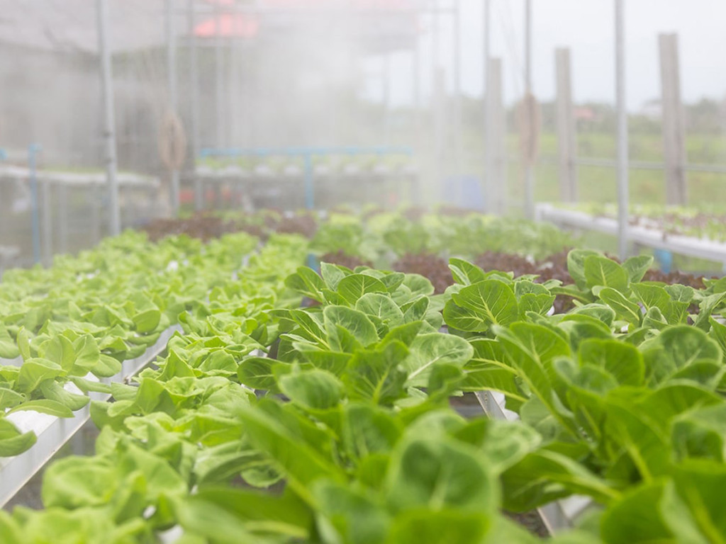 WHAT KIND OF ADVANTAGES HAVE GREENHOUSE HUMIDIFICATION ?