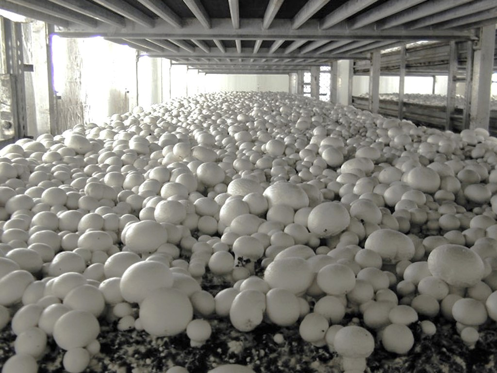 HIGH PRESSURE FOGGING SYSTEM FOR MUSHROOM PRODUCTION
