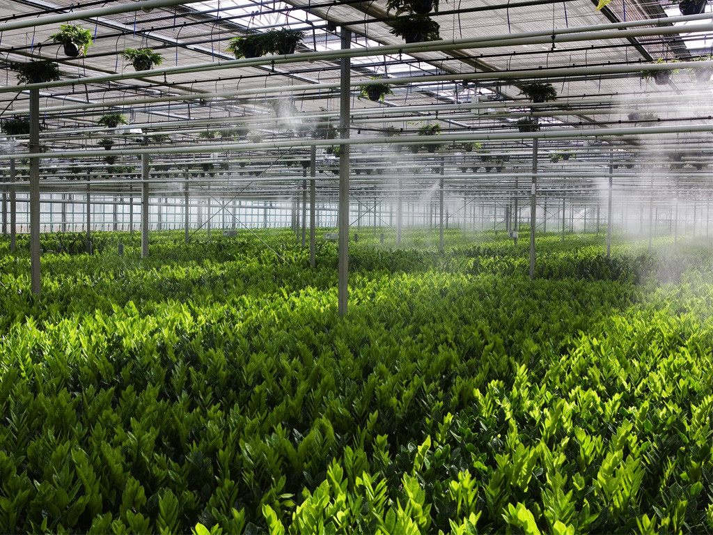 FOGGING SYSTEM IN GREENHOUSE